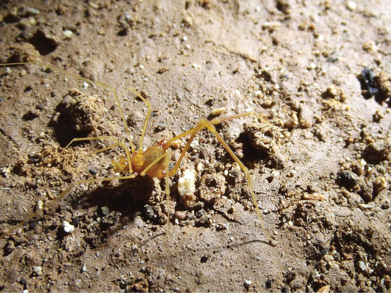 Illustration for article titled Scientists in Brazil have found an arachnid that lives in a caveĀ and lost its pigmentation...